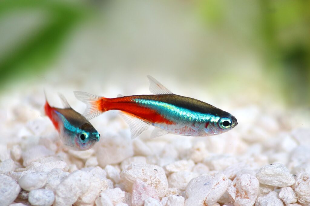 5 Ikan Lauk yang Tetap Tangguh Saat Cuaca Tak Menentu, Ramah untuk Pemula