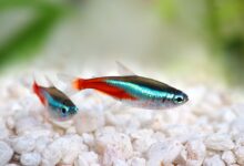 5 Ikan Lauk yang Tetap Tangguh Saat Cuaca Tak Menentu, Ramah untuk Pemula