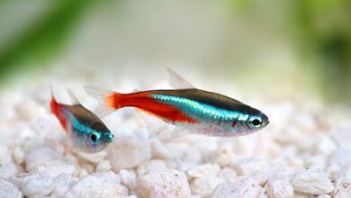 5 Ikan Lauk yang Tetap Tangguh Saat Cuaca Tak Menentu, Ramah untuk Pemula