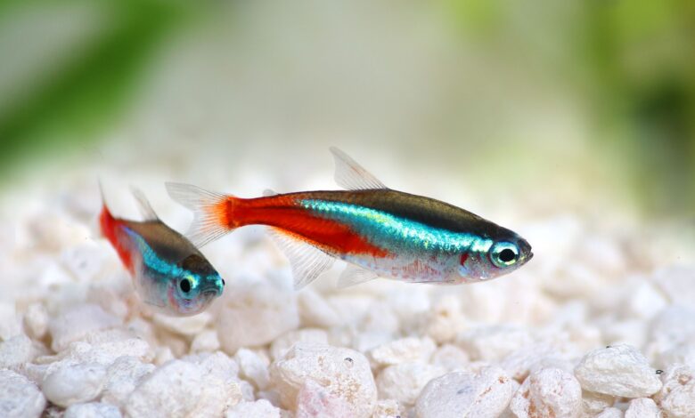 5 Ikan Lauk yang Tetap Tangguh Saat Cuaca Tak Menentu, Ramah untuk Pemula