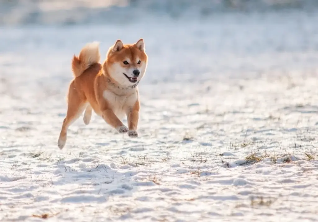 Rp10 Juta di Dogecoin 10 Tahun Lalu, Kini Bisa Jadi Lebih dari $2,6 Juta