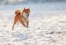 Rp10 Juta di Dogecoin 10 Tahun Lalu, Kini Bisa Jadi Lebih dari $2,6 Juta