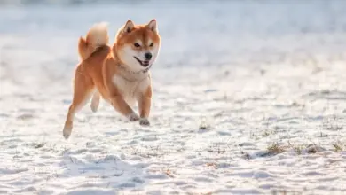 Rp10 Juta di Dogecoin 10 Tahun Lalu, Kini Bisa Jadi Lebih dari $2,6 Juta