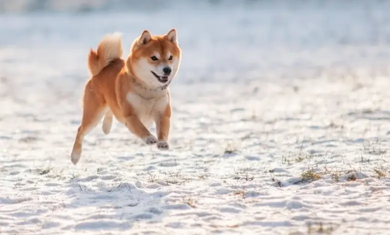 Rp10 Juta di Dogecoin 10 Tahun Lalu, Kini Bisa Jadi Lebih dari $2,6 Juta