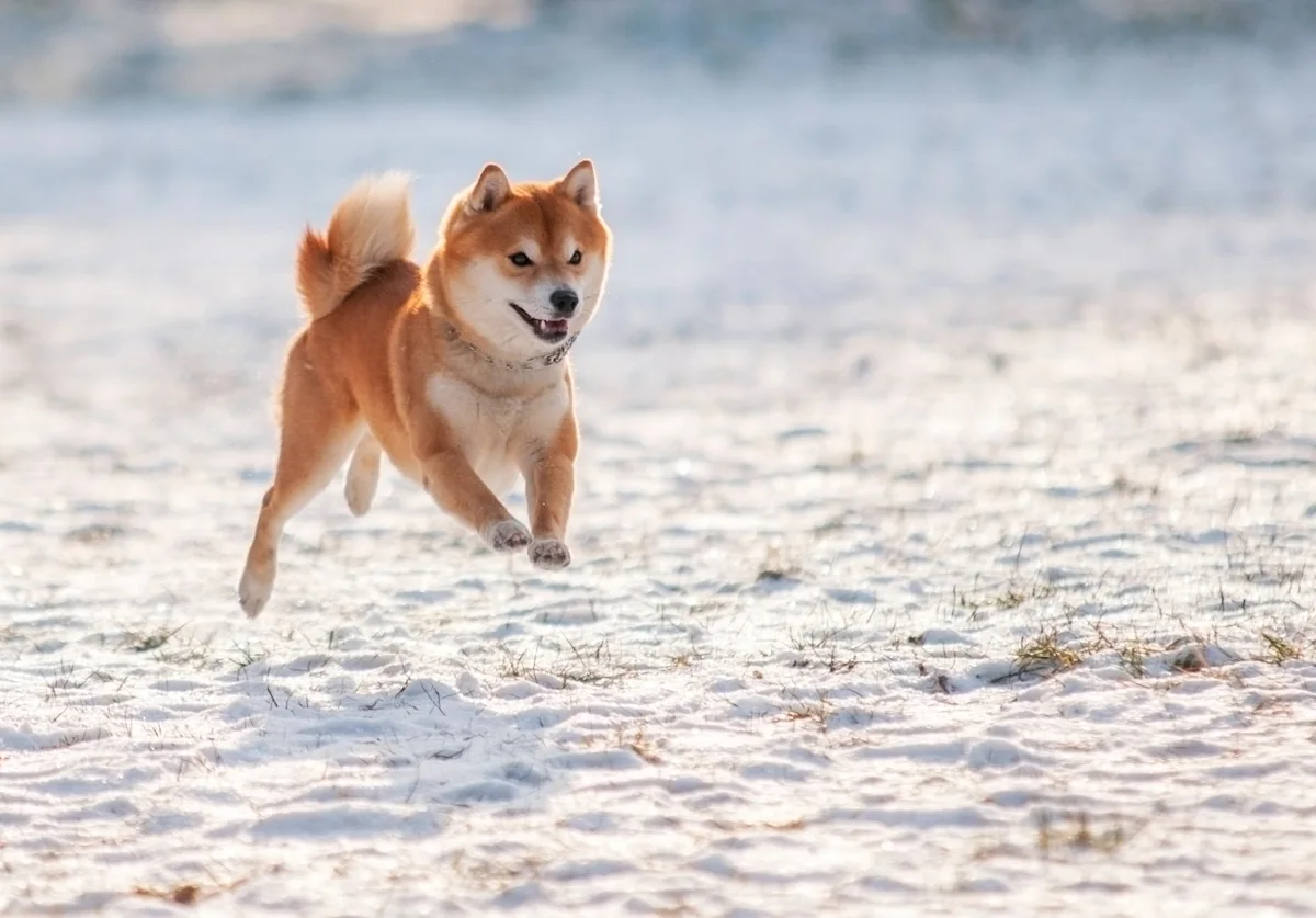 Rp10 Juta di Dogecoin 10 Tahun Lalu, Kini Bisa Jadi Lebih dari $2,6 Juta