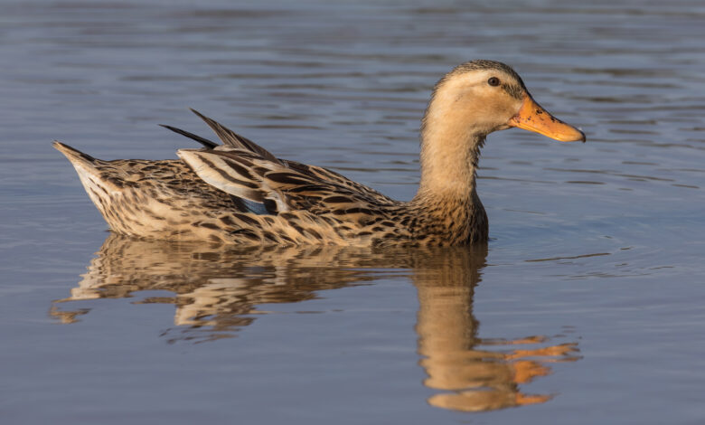 Good Duck Tawarkan Ruang Refleksi Tanpa Nasihat, Cocok Saat Hidup Terasa Buntu