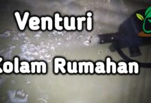 Aerasi Venturi Rumahan Bikin Oksigen Kolam Gabus Lebih Stabil, Rakitnya Sederhana