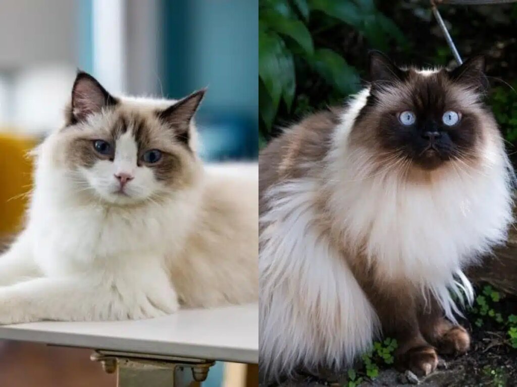 Himalaya Vs Ragdoll, Mirip Sekilas Tapi Beda Besar di Perawatan dan Sifat