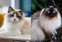 Himalaya Vs Ragdoll, Mirip Sekilas Tapi Beda Besar di Perawatan dan Sifat