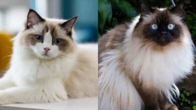 Himalaya Vs Ragdoll, Mirip Sekilas Tapi Beda Besar di Perawatan dan Sifat