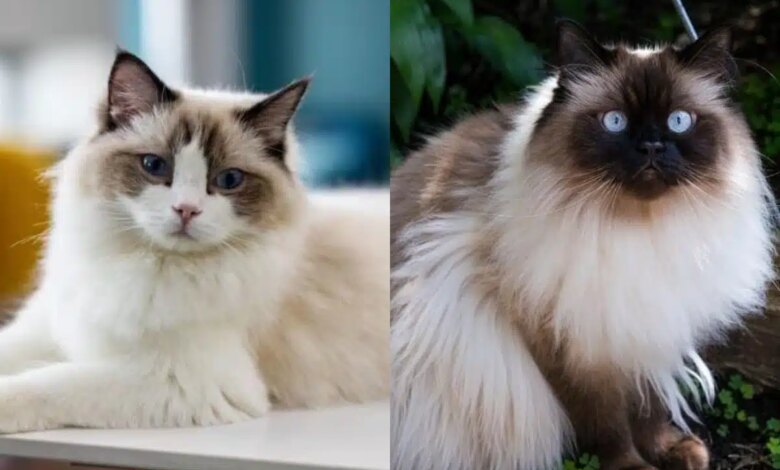 Himalaya Vs Ragdoll, Mirip Sekilas Tapi Beda Besar di Perawatan dan Sifat
