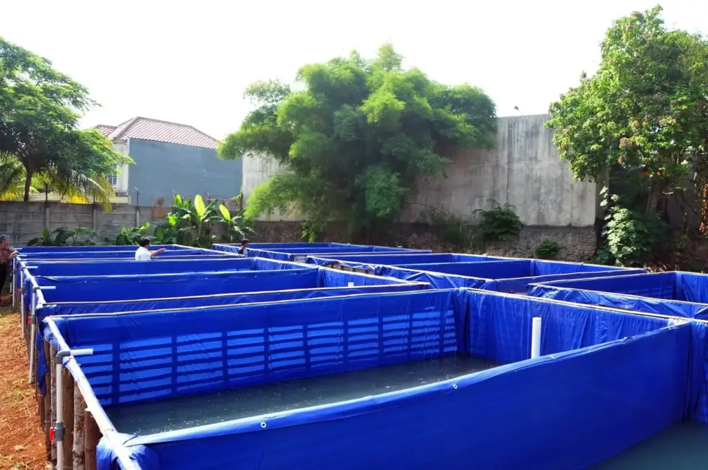 8 Ikan Konsumsi untuk Pemula yang Cepat Panen, Lele Bisa 2 Bulan