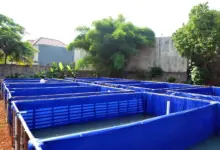 8 Ikan Konsumsi untuk Pemula yang Cepat Panen, Lele Bisa 2 Bulan