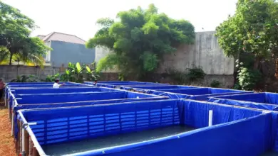 8 Ikan Konsumsi untuk Pemula yang Cepat Panen, Lele Bisa 2 Bulan