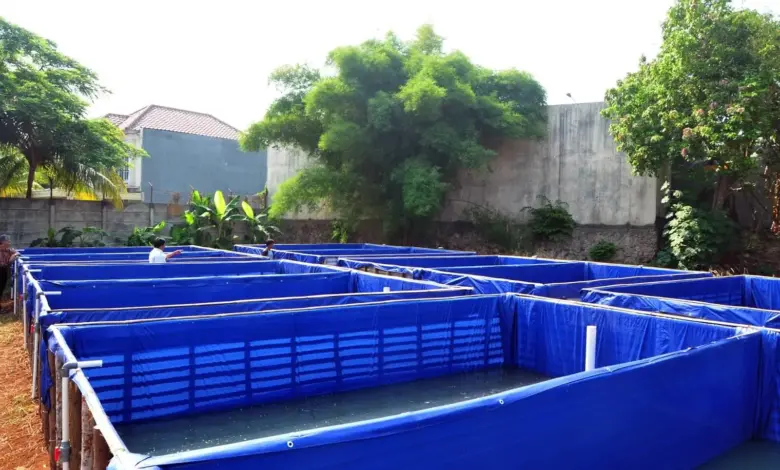8 Ikan Konsumsi untuk Pemula yang Cepat Panen, Lele Bisa 2 Bulan