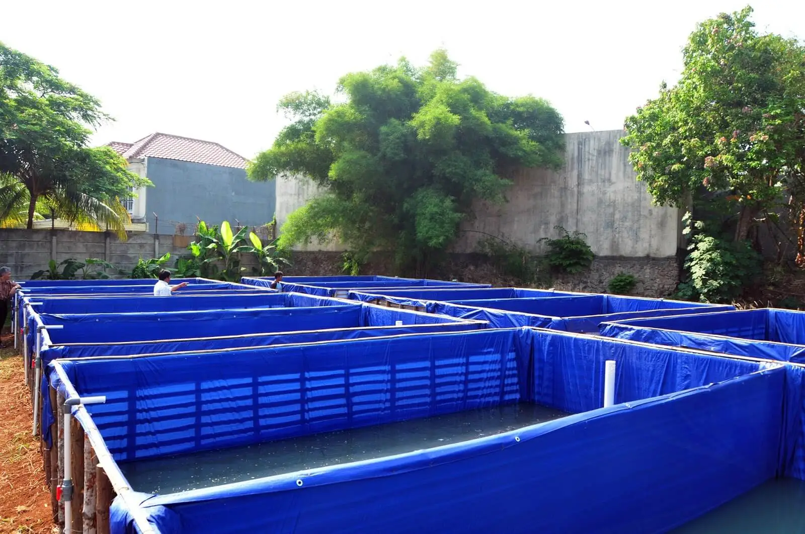 8 Ikan Konsumsi untuk Pemula yang Cepat Panen, Lele Bisa 2 Bulan