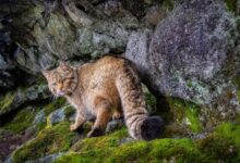 7 Fakta Kucing Hutan yang Bikin Kaget, Bisa Menggonggong dan Berenang Jauh
