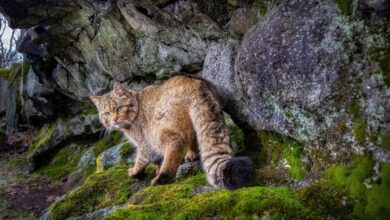 7 Fakta Kucing Hutan yang Bikin Kaget, Bisa Menggonggong dan Berenang Jauh