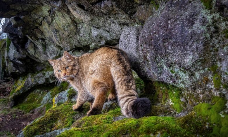 7 Fakta Kucing Hutan yang Bikin Kaget, Bisa Menggonggong dan Berenang Jauh
