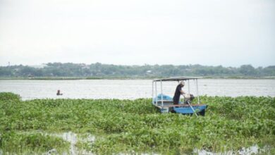 Eceng Gondok Disulap Jadi Cuan, Program Pertamina Ini Ubah Gulma Jadi Produk Bernilai