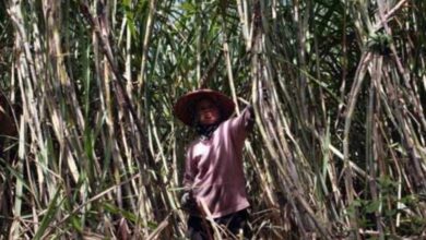 Bongkar Ratun Digenjot di Jatim, Jalan Cepat Menuju Swasembada Gula