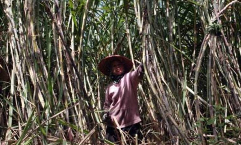 Bongkar Ratun Digenjot di Jatim, Jalan Cepat Menuju Swasembada Gula