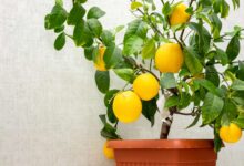 10 Tanaman Buah yang Aman di Pot, Halaman Tetap Produktif Tanpa Akar Mengganggu