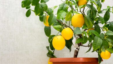 10 Tanaman Buah yang Aman di Pot, Halaman Tetap Produktif Tanpa Akar Mengganggu