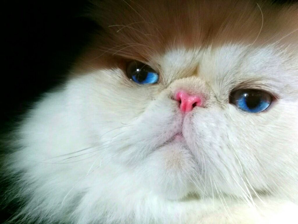 7 Fakta Kucing Himalaya yang Sering Disalahpahami, Ternyata Bukan dari Himalaya