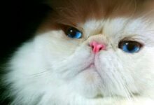 7 Fakta Kucing Himalaya yang Sering Disalahpahami, Ternyata Bukan dari Himalaya