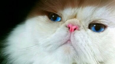 7 Fakta Kucing Himalaya yang Sering Disalahpahami, Ternyata Bukan dari Himalaya