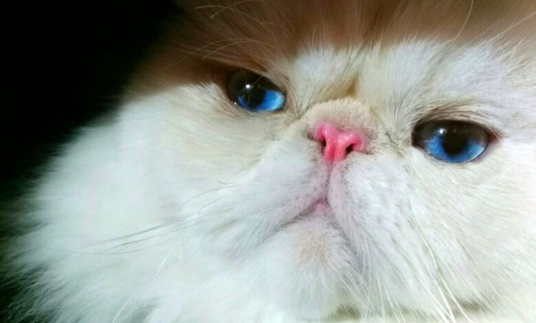 7 Fakta Kucing Himalaya yang Sering Disalahpahami, Ternyata Bukan dari Himalaya
