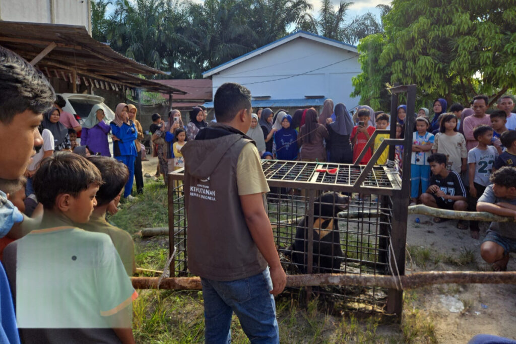 Beruang Madu Masuk Permukiman Pelalawan, BBKSDA Riau Langsung Turunkan Kandang Jebak