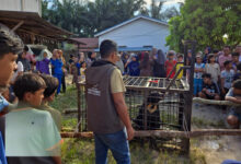 Beruang Madu Masuk Permukiman Pelalawan, BBKSDA Riau Langsung Turunkan Kandang Jebak