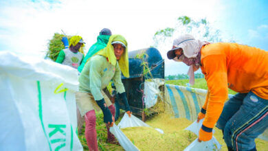 Produksi Beras Indonesia Pecah Rekor Saat Dunia Menurun, Sinyal Besarnya Sudah Terlihat