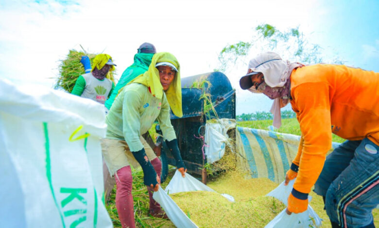 Produksi Beras Indonesia Pecah Rekor Saat Dunia Menurun, Sinyal Besarnya Sudah Terlihat