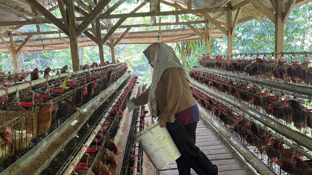 Dari Pengangkut Pakan ke Pionir Ayam Petelur Bekasi, Nirin Bangun 1.000 Ekor Lewat KUR BRI