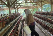 Dari Pengangkut Pakan ke Pionir Ayam Petelur Bekasi, Nirin Bangun 1.000 Ekor Lewat KUR BRI