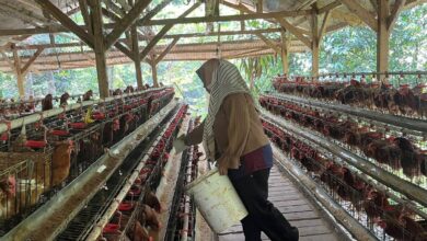 Dari Pengangkut Pakan ke Pionir Ayam Petelur Bekasi, Nirin Bangun 1.000 Ekor Lewat KUR BRI
