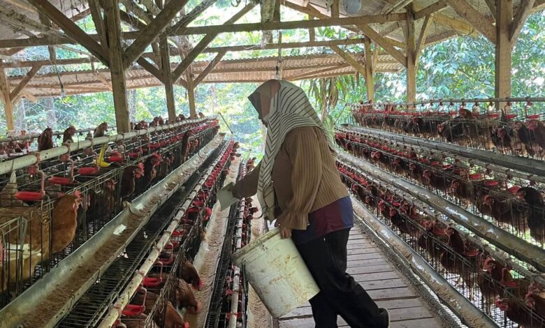 Dari Pengangkut Pakan ke Pionir Ayam Petelur Bekasi, Nirin Bangun 1.000 Ekor Lewat KUR BRI