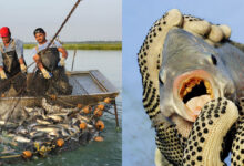 5 Ikan Air Tawar Paling Dicari Warung Makan, Peluang Budidayanya Masih Stabil