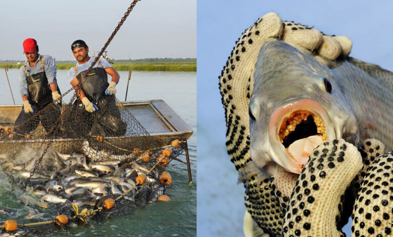 5 Ikan Air Tawar Paling Dicari Warung Makan, Peluang Budidayanya Masih Stabil