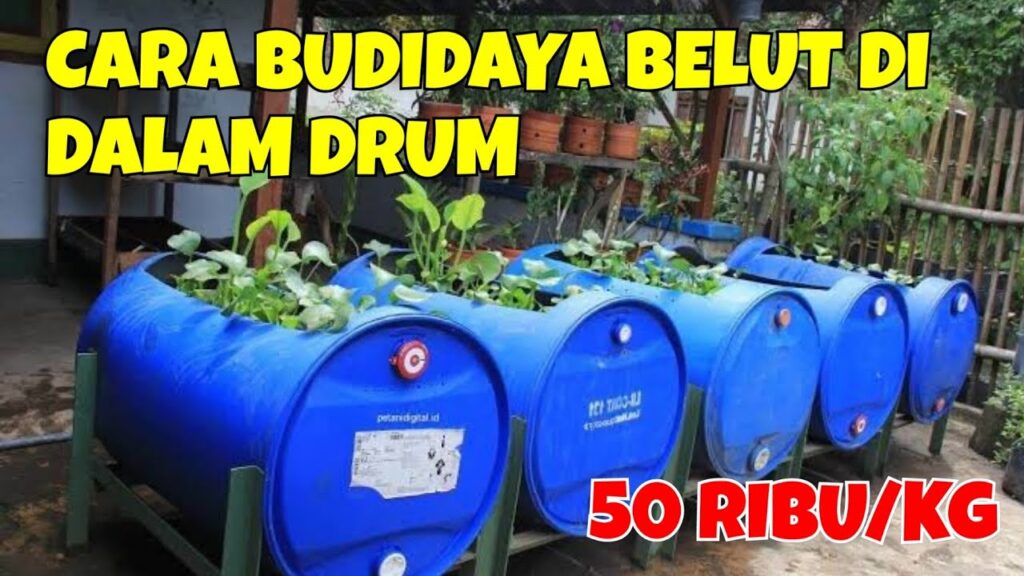 Ternak Belut di Drum Bekas Tanpa Lumpur, Modal Ringan dengan Peluang Panen Menjanjikan