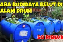 Ternak Belut di Drum Bekas Tanpa Lumpur, Modal Ringan dengan Peluang Panen Menjanjikan