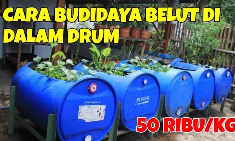 Ternak Belut di Drum Bekas Tanpa Lumpur, Modal Ringan dengan Peluang Panen Menjanjikan