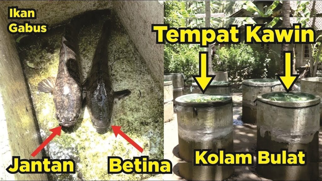 6 Usaha Ikan Gabus Rumahan Ini Bisa Dimulai Dengan Modal Di Bawah Rp 500 Ribu