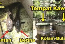 6 Usaha Ikan Gabus Rumahan Ini Bisa Dimulai Dengan Modal Di Bawah Rp 500 Ribu