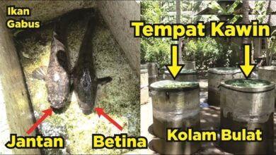6 Usaha Ikan Gabus Rumahan Ini Bisa Dimulai Dengan Modal Di Bawah Rp 500 Ribu