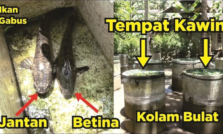 6 Usaha Ikan Gabus Rumahan Ini Bisa Dimulai Dengan Modal Di Bawah Rp 500 Ribu
