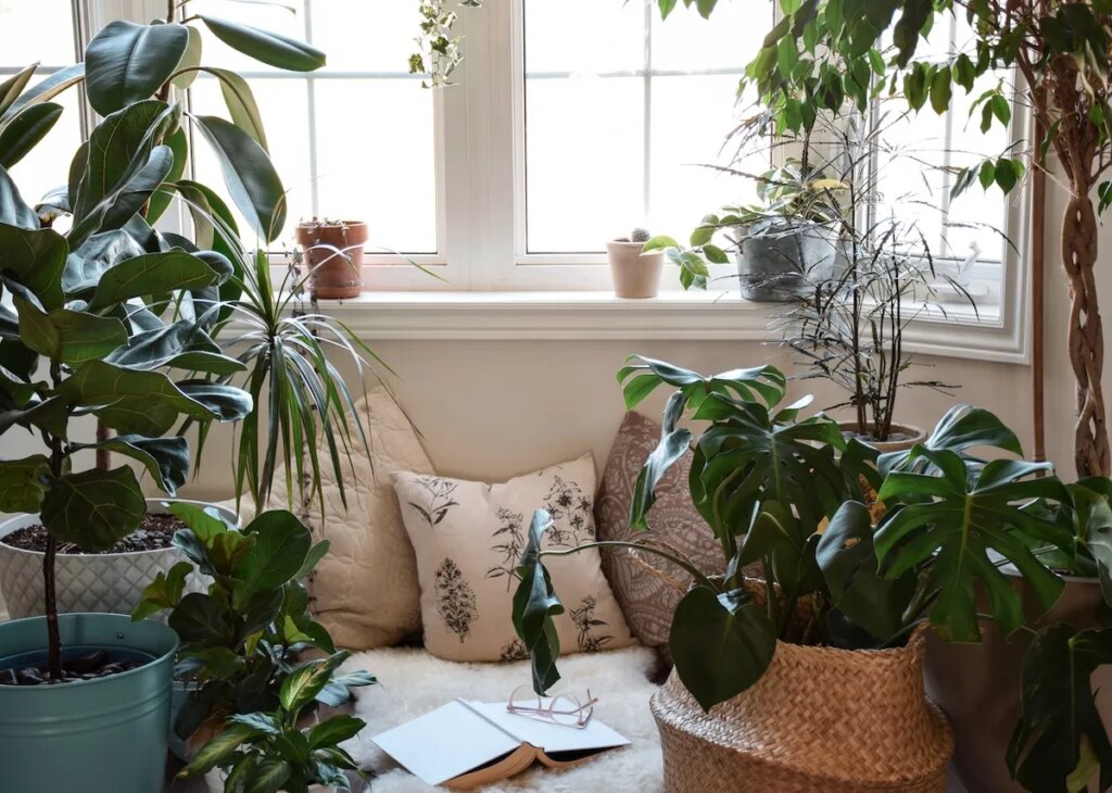 6 Tanaman Feng Shui Favorit yang Bikin Rumah Terasa Lebih Damai dan Segar